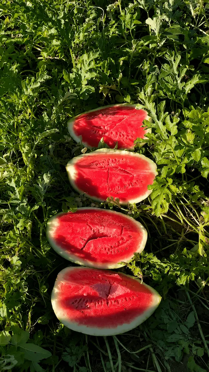 Melancias abertas mostrando polpa vermelha e doce